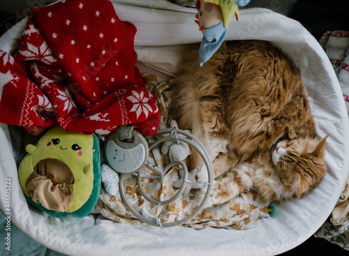 Red cat laying in baby crib photo