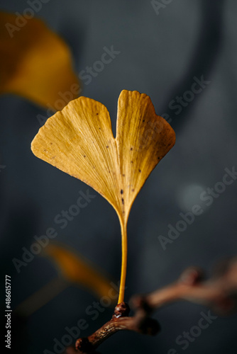 Gingko leaves