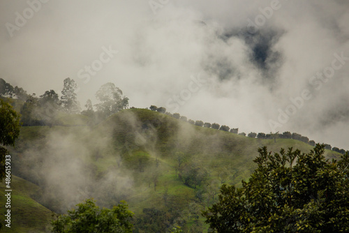 beautiful scenery of the andes misty mountains  coffee plantation lined up  cloudy. Latin America  Colombia