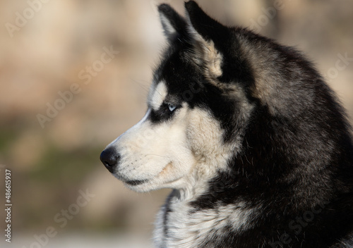 Portrait of a Siberian husky with blue eyes photo