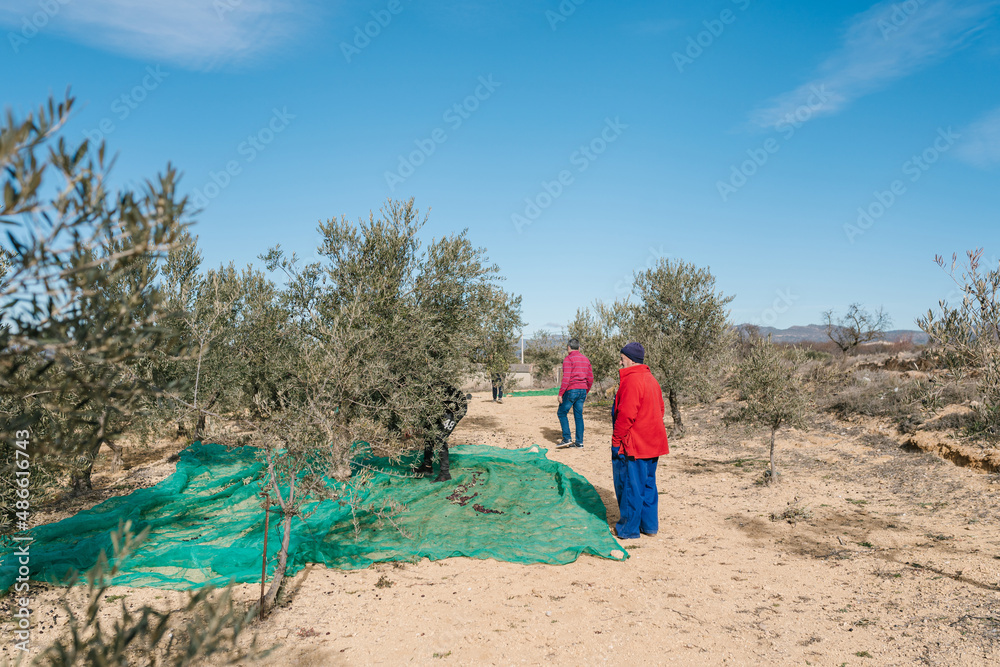 Anonymous farmers harvesting olives in vineyard Anonymous farmers harvesting olives in vineyard
