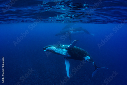 Humpback Whale Family photo