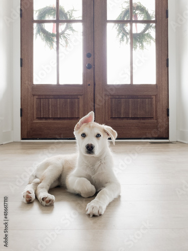 Puppy with one ear sticking up photo