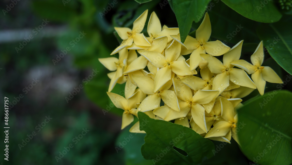 yellow flower on a tree