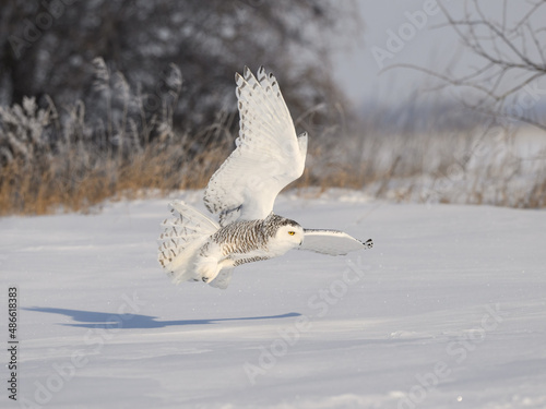Female Snowy Owl Flying Low Over  Farmers Field Covered in Snow in Winter