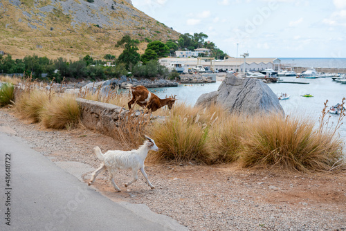 Goats arrived at the beach