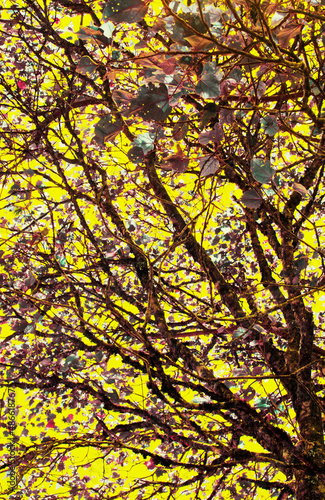 Abl Gte Yll tree autumn
