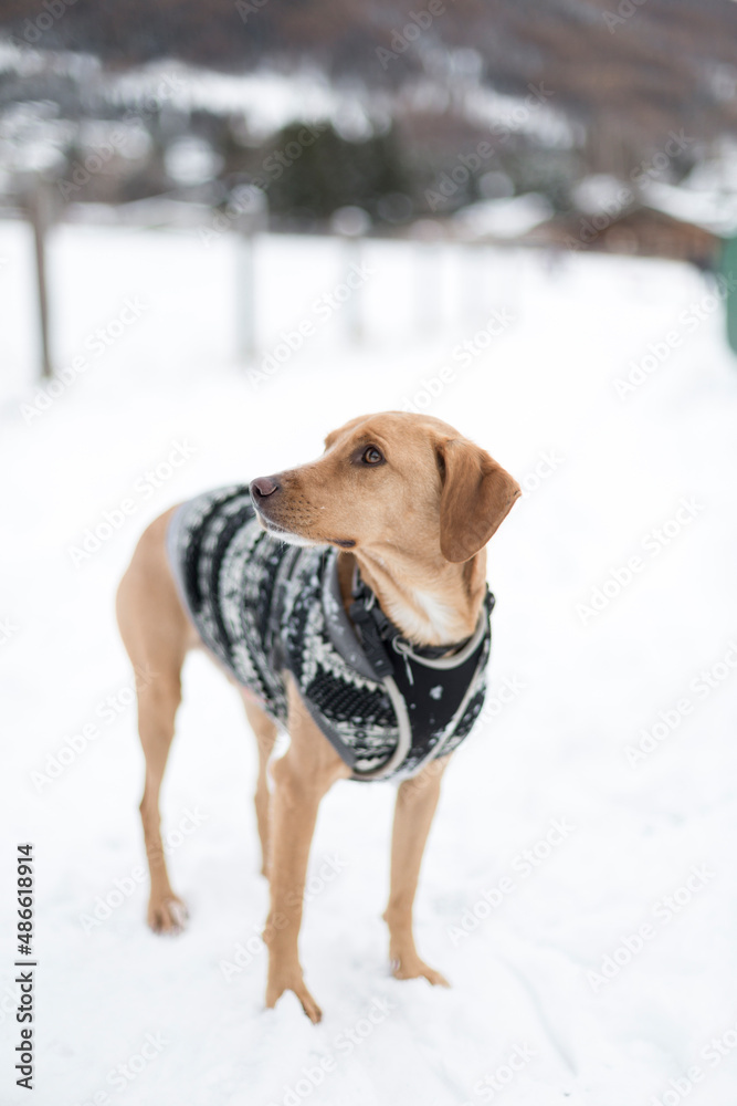 dog stand on the snow dog stand on the snow