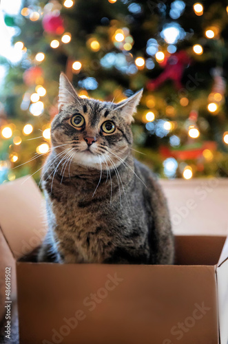 Christmas cat