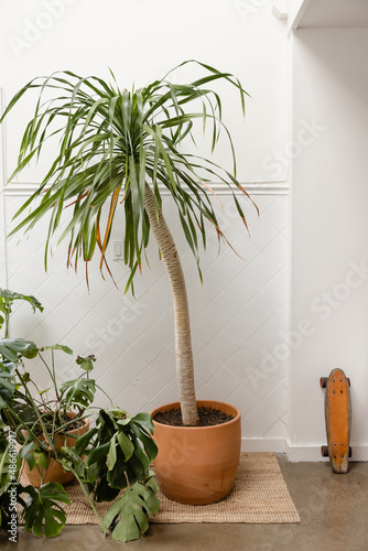 potted plants and vintage skateboard in studio home