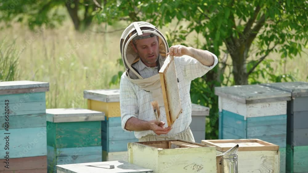 Male apiarist took a frame full of ripe honey out of hive. Man twists the frame in his hands and takes it to another box. Male apiarist took a frame full of ripe honey out of hive. Man twists the frame in his hands and takes it to another box.