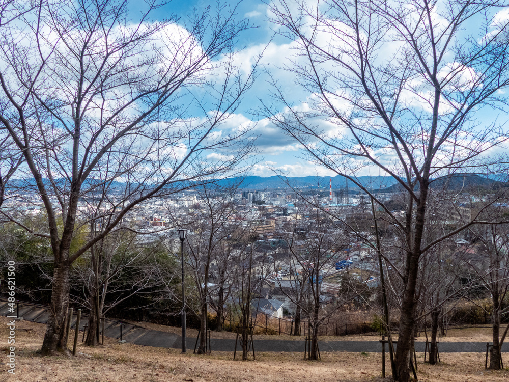 Fototapeta premium 冬の枝木と青い空