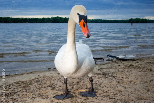 Swan at the beach of a lake in Berlin. photo