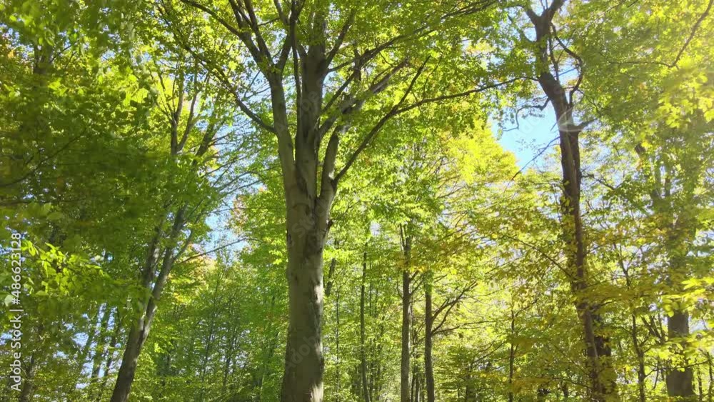 Brightly illuminated with sunlight beams green forest with lush trees at autumn sunrise. Amazing wild woodland on sunny day. Environment and nature protection concept Brightly illuminated with sunlight beams green forest with lush trees at autumn sunrise. Amazing wild woodland on sunny day. Environment and nature protection concept