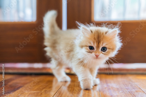 Purebred golden kitten on the floor photo