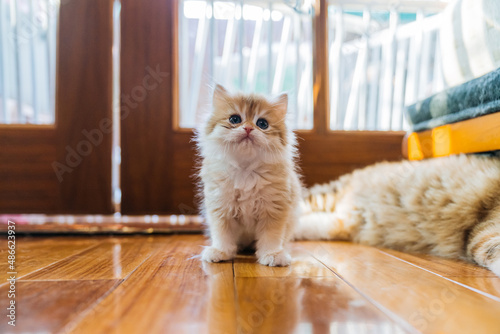 Purebred golden kitten on the floor photo