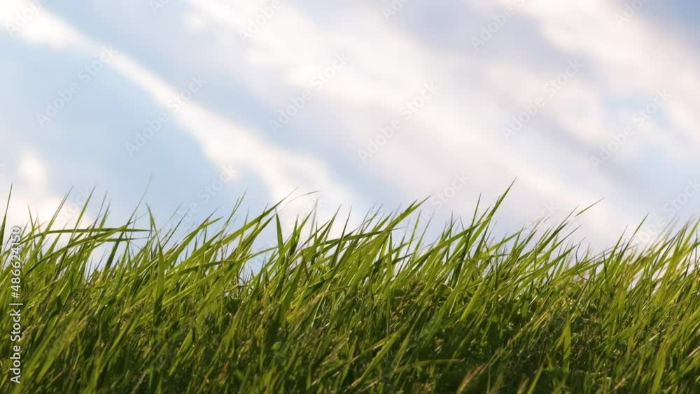 Closeup of green grass with long blades growing on lawn in summer Closeup of green grass with long blades growing on lawn in summer