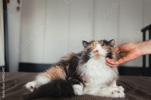 Hand petting a cat photo