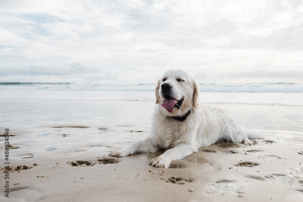 English cream golden retriever English cream golden retriever