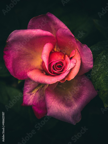 multicolored rose in bloom
