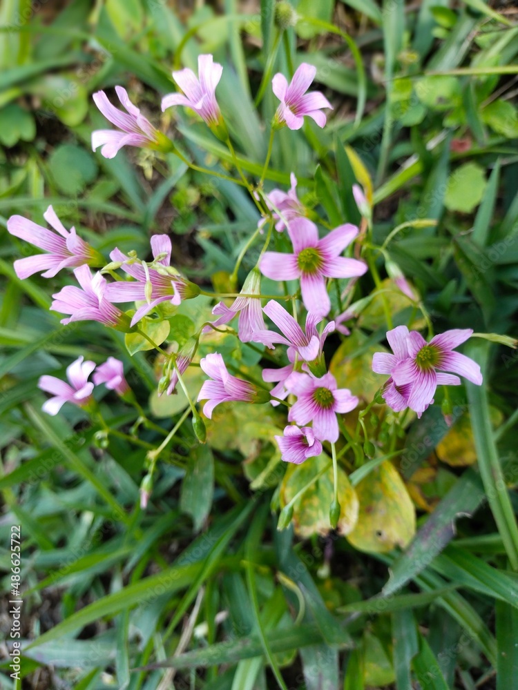 Fototapeta premium Small pink and purple flowers on green grass