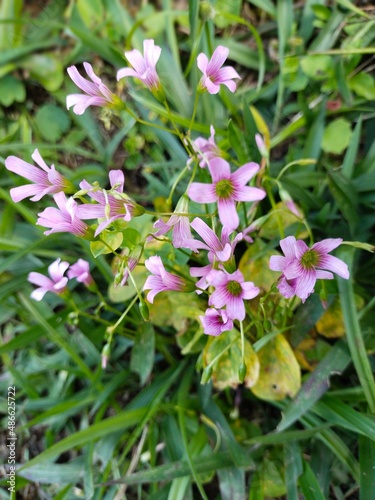 Small pink and purple flowers on green grass