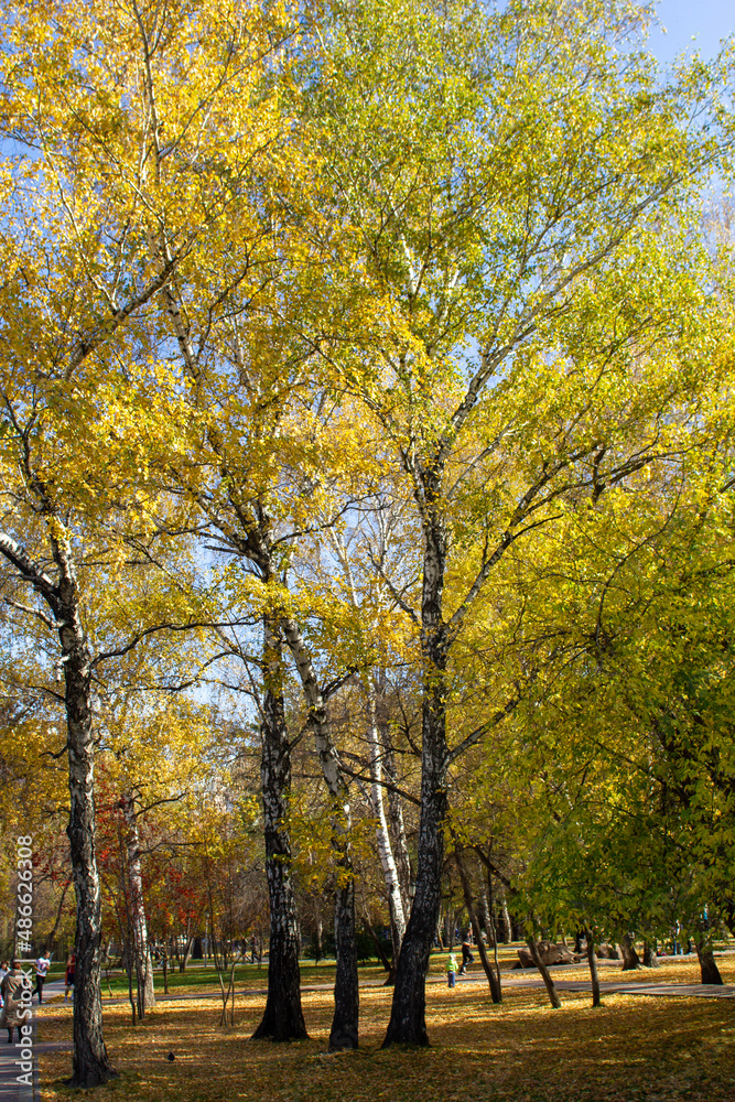 autumn trees in the park