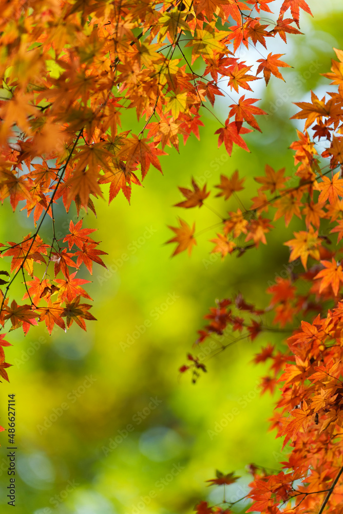 Autumn leaf backgroiund Autumn leaf backgroiund