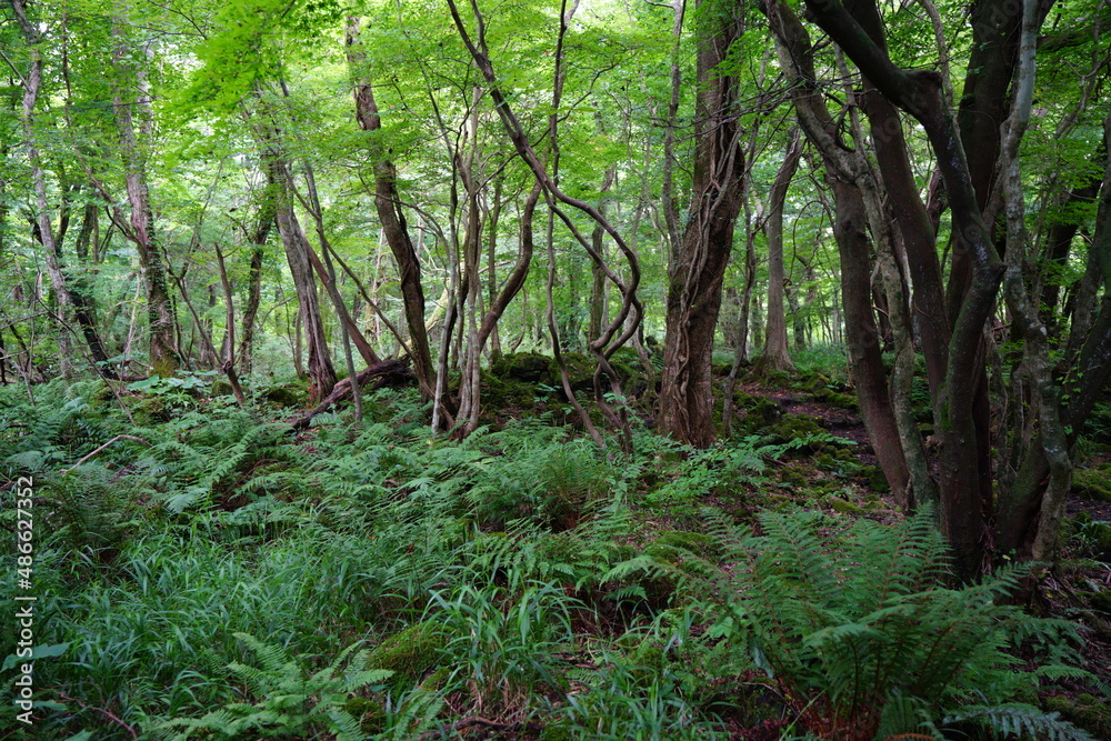 dense summer forest with old trees and fern dense summer forest with old trees and fern