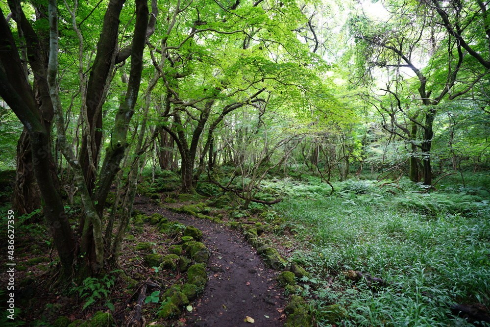 Obraz premium fascinating summer forest with a fine path