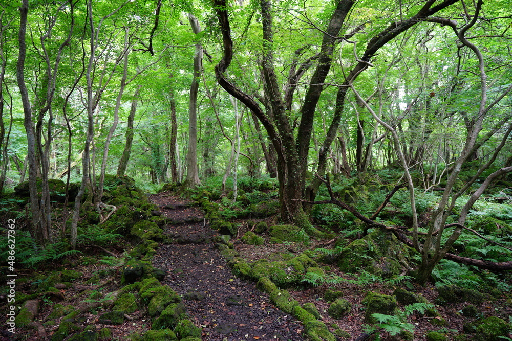 fascinating summer forest with a fine path fascinating summer forest with a fine path