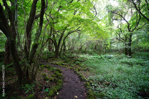 fascinating summer forest with a fine path