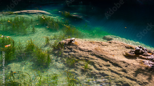 Turtles sunbathing on stones in the lake