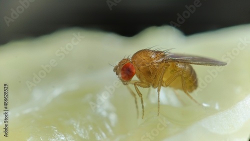 Fruit fly, vinegar fly (Drosophila melanogaster) on the surface of a lemon slice.