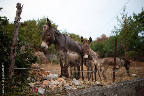 Donkeys kept in captivity