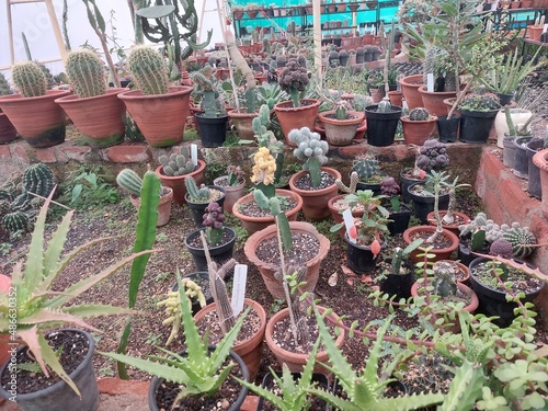 beautiful cactus garden near jaichandi pahar ,purulia, India photo