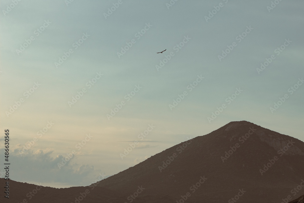 Seagull soaring over mountains and ocean