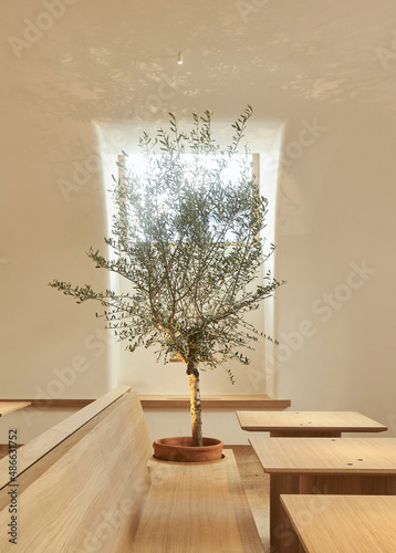 Potted tree on wooden bench in restaurant