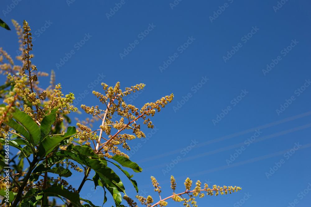 Mango flower on the mango trees Mango flower on the mango trees