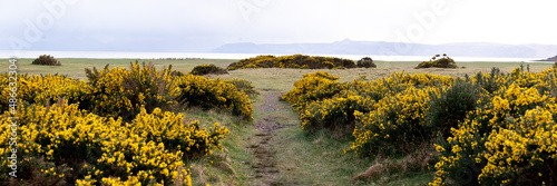 Applecross Scottish Gorse