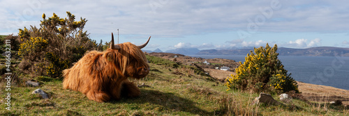 Highland cow coo scottish coast highlands