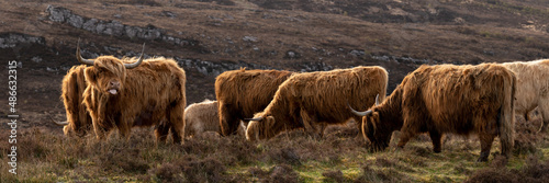 Highland cow coo herd 