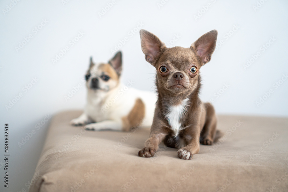 Funny dog looking at camera Funny dog looking at camera