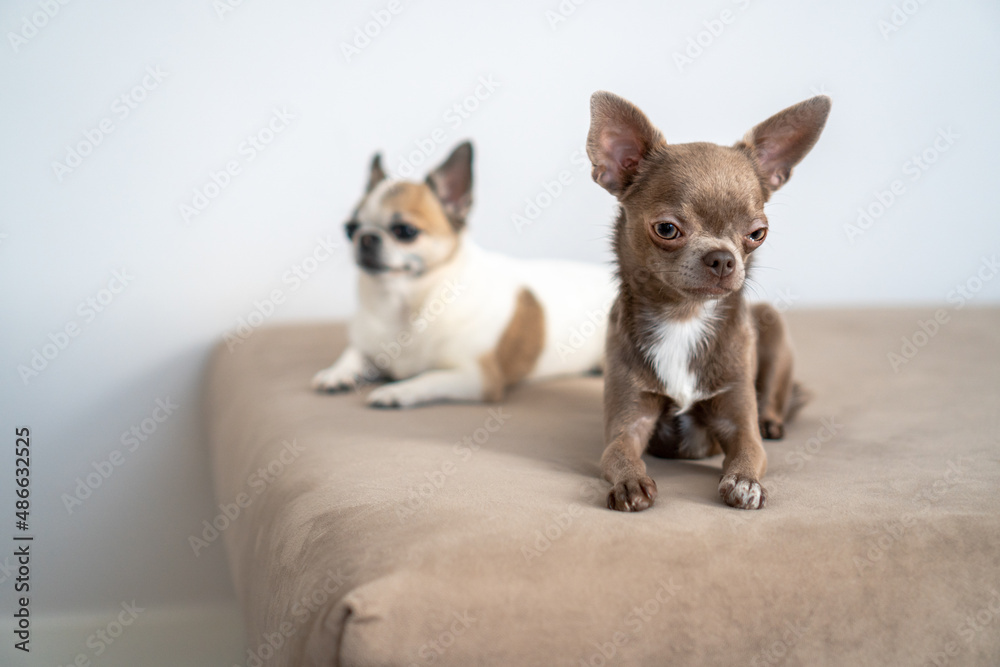 Funny dog Funny dog