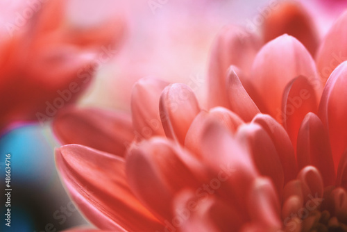 Lush coral blossom photo