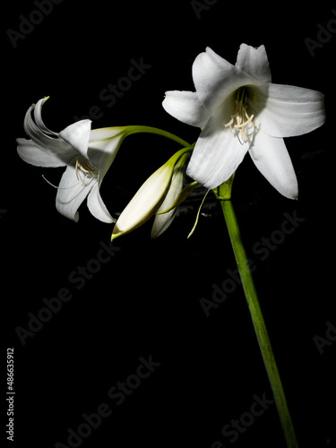 Madonna Lily with a black background