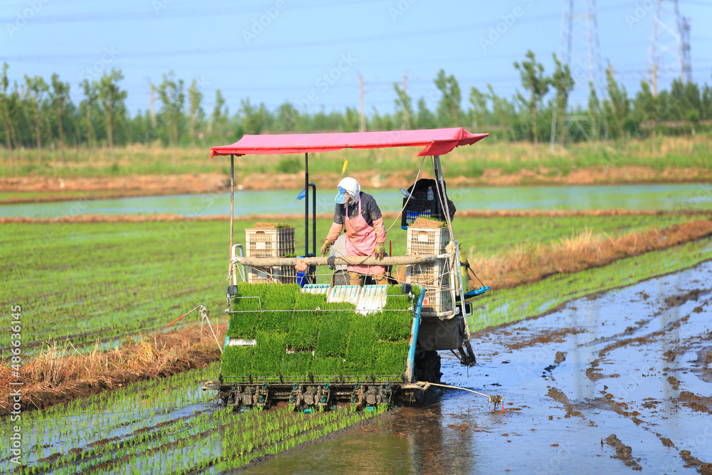 Fototapeta premium Farmers planting rice in field by using rice planting machine.