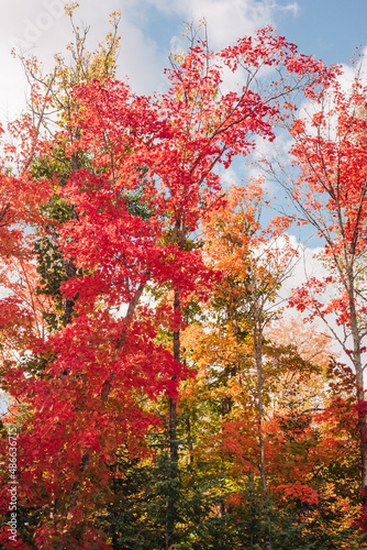 Bright red fall colors