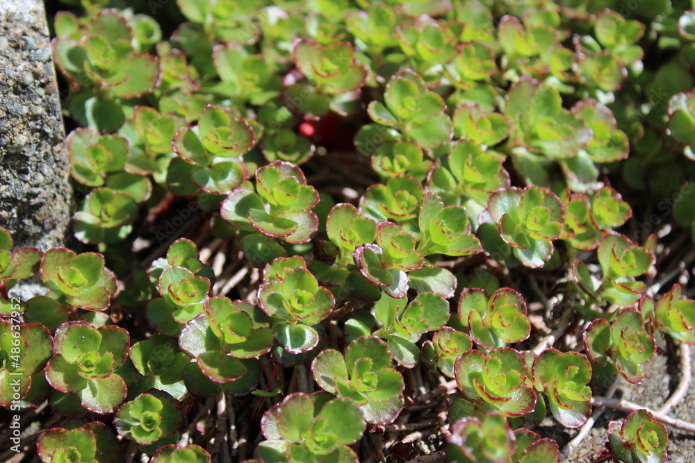 Sedum fresh new green leaves in spring Sedum fresh new green leaves in spring