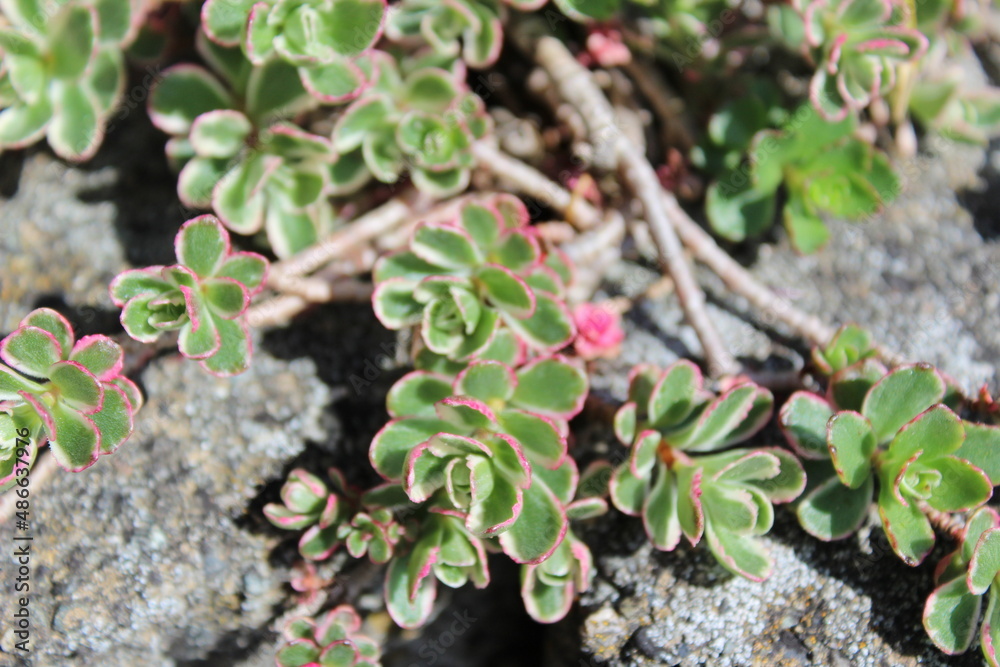 Sedum fresh new green leaves in spring Sedum fresh new green leaves in spring